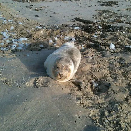 Haus-sylter-welle-9-92-ob * Βέστερλαντ